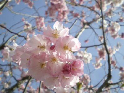 PRUNUS 'Accolade'