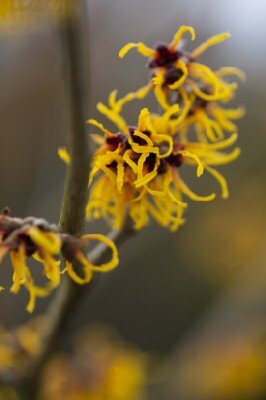 HAMAMELIS x intermedia 'Jelena' - image 2