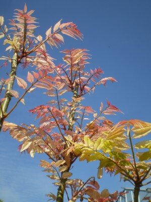 TOONA sinensis 'Flamingo' - image 1