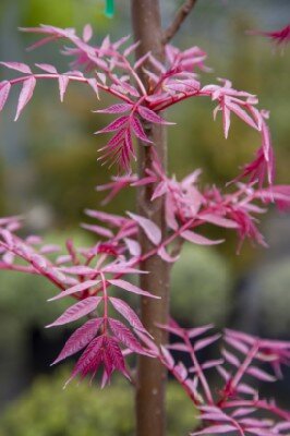 TOONA sinensis 'Flamingo' - image 2