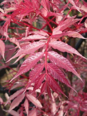 TOONA sinensis 'Flamingo' - image 4