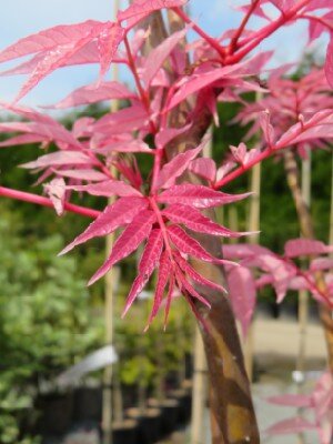 TOONA sinensis 'Flamingo' - image 5