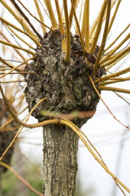 SALIX alba 'Chermesina'