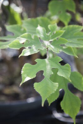 BROUSSONETIA papyrifera