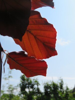 FAGUS sylvatica 'Dawyck Purple' - image 2