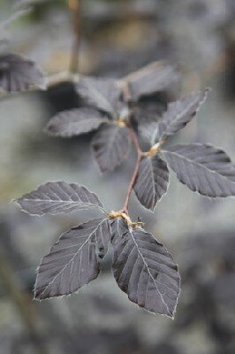 FAGUS sylvatica 'Atropurpurea' - image 1