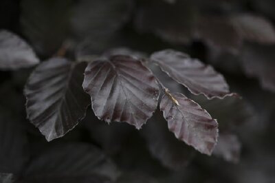 FAGUS sylvatica 'Atropurpurea' - image 2