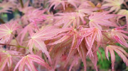 ACER palmatum 'Phoenix' - image 1