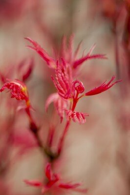 ACER palmatum 'Phoenix' - image 6