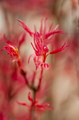 ACER palmatum 'Phoenix' - image 7