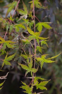 ACER palmatum 'Phoenix' - image 8