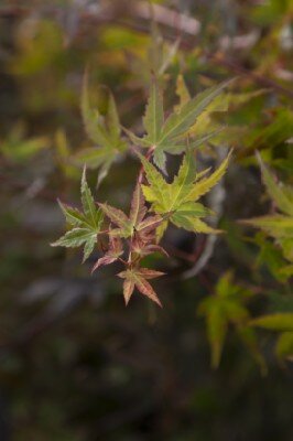 ACER palmatum 'Phoenix' - image 9