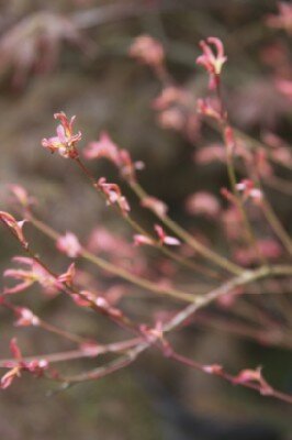 ACER palmatum 'Phoenix' - image 2