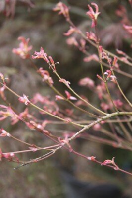 ACER palmatum 'Phoenix' - image 3