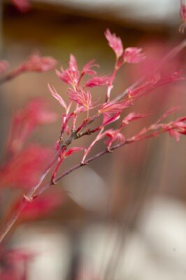 ACER palmatum 'Phoenix' - image 4