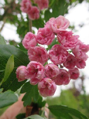 CRATAEGUS x mordenensis 'Toba'