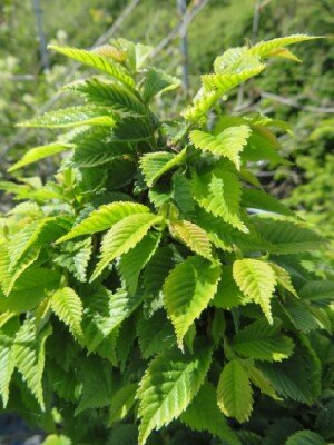 ULMUS x hollandica 'Jacqueline Hillier' - image 1