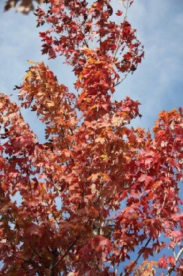 ACER x freemanii 'Autumn Blaze' - image 1