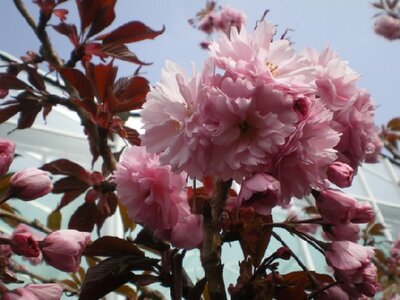 PRUNUS 'Royal Burgundy'