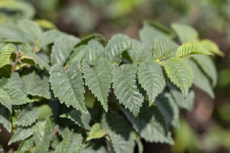 ULMUS x hollandica 'Jacqueline Hillier' - image 2