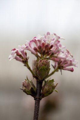 VIBURNUM x bodnantense 'Dawn' - image 1