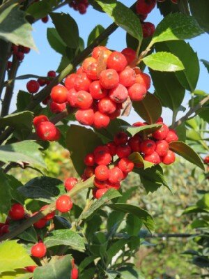 ILEX x meserveae 'Castle Spire' - image 3