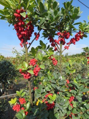 ILEX x meserveae 'Castle Spire' - image 4