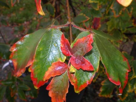 ACER griseum - image 2