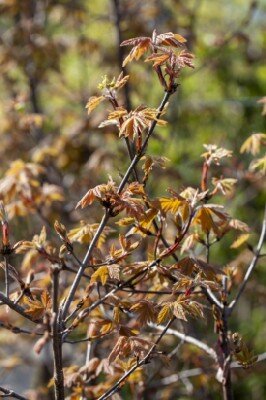 ACER griseum - image 4