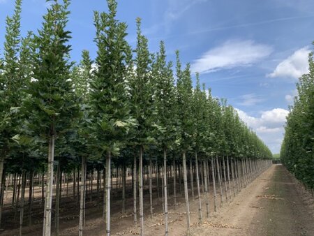 ACER platanoides 'Mauritz Upright' - image 1