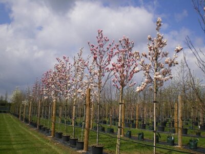 MAGNOLIA 'Heaven Scent'