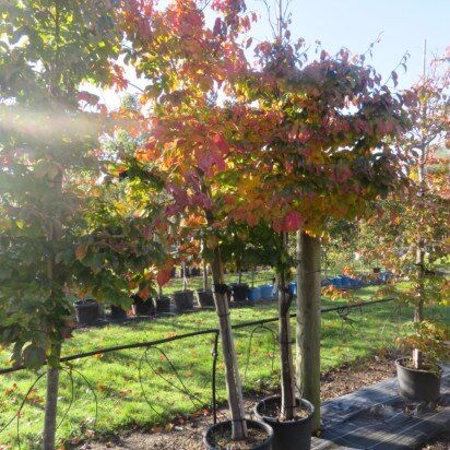 PARROTIA persica 'Bella'