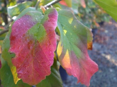 PARROTIA persica 'Vanessa'