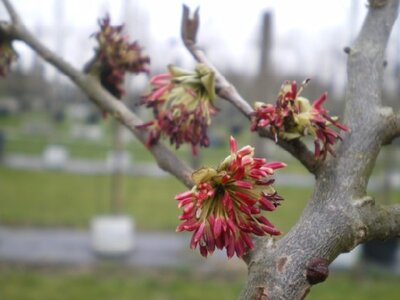 PARROTIA persica - image 3