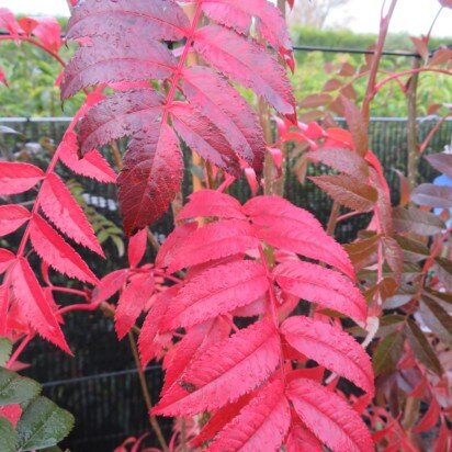 SORBUS 'Autumn Spire' - image 1