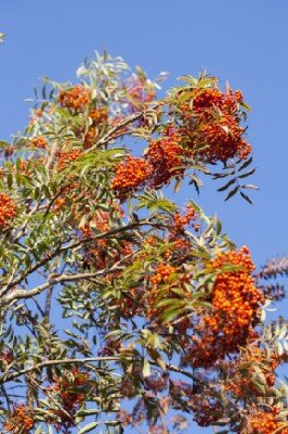 SORBUS 'Sunshine'