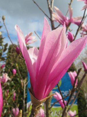 MAGNOLIA 'Betty' - image 1