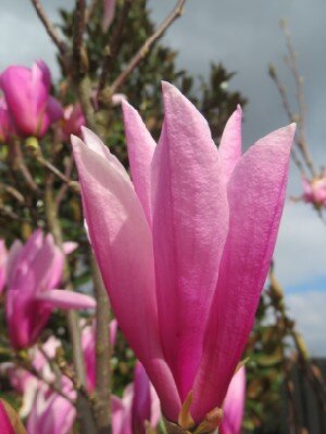 MAGNOLIA 'Betty' - image 2