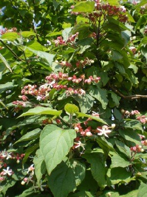 CLERODENDRUM trichotomum - image 1