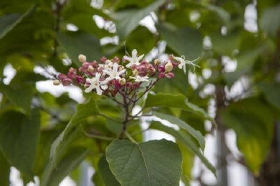 CLERODENDRUM trichotomum - image 2