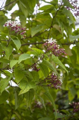 CLERODENDRUM trichotomum - image 3