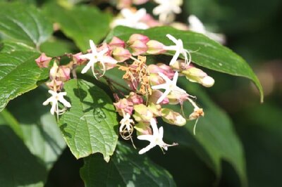 CLERODENDRUM trichotomum - image 4