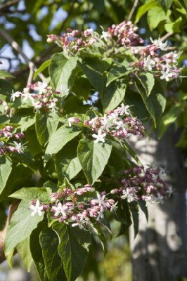 CLERODENDRUM trichotomum - image 5