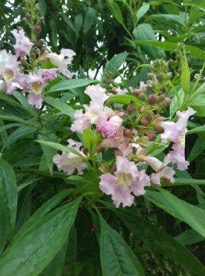 CHITALPA tashkentensis 'Summer Bells'