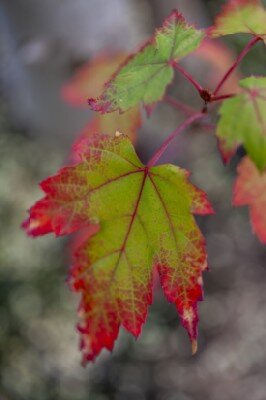 ACER x freemanii 'Autumn Blaze' - image 3