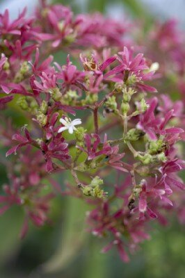 HEPTACODIUM miconioides - image 1