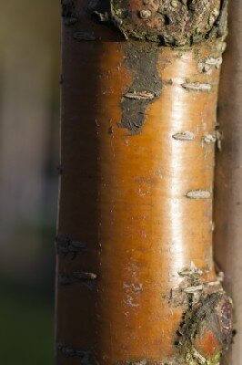 PRUNUS maackii 'Amber Beauty' - image 1