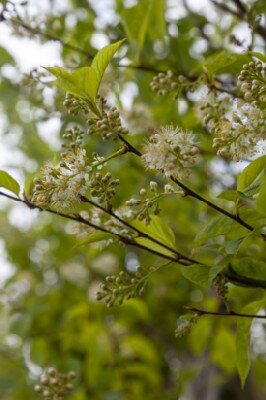 PRUNUS maackii 'Amber Beauty' - image 3