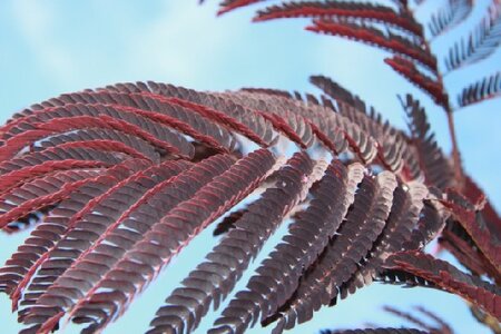 ALBIZIA julibrissin 'Summer Chocolate'