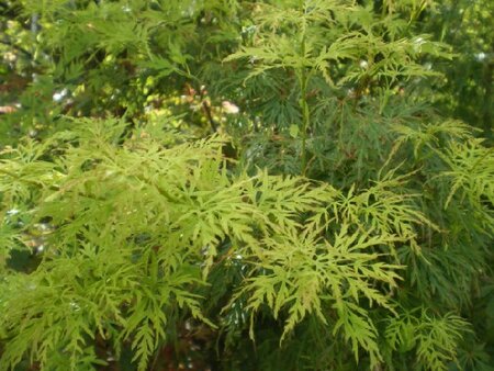 ACER palmatum dissectum 'Seiryu' - image 1